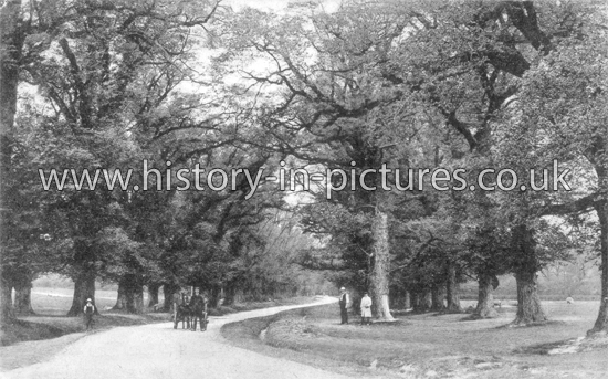 Elm Avenue, The Common, Harlow, Essex. c.1906